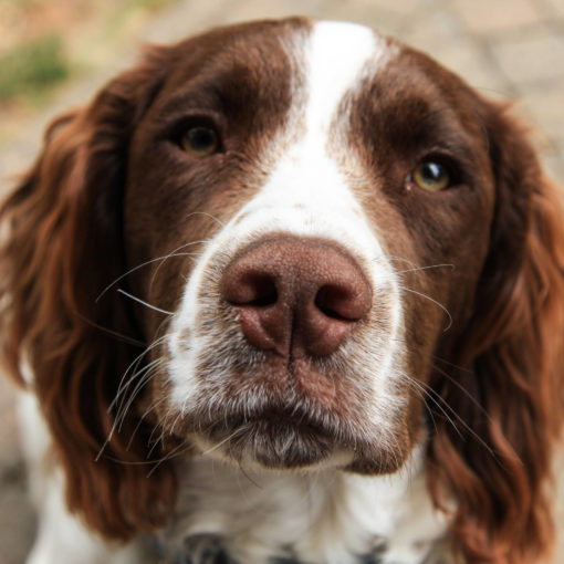 Cane dallo sguardo dolce