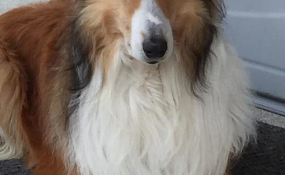 Erick, Scotch Collie in cerca del suo padrone
