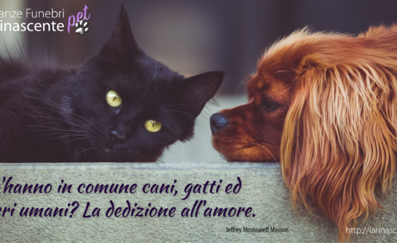 Cos 'hanno in comune cani, gatti ed esseri umani? La dedizione all'amore. Jeffrey Moussaieff Masson