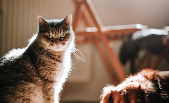cane e gatto