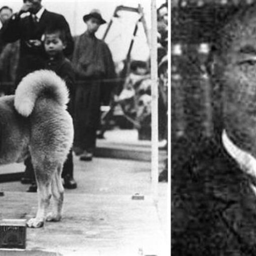 82 anni fa ci lasciava Hachiko che ha continuato per quasi 10 anni a recarsi alla stazione di Shibuya ad attendere invano il ritorno del suo amico a due zampe