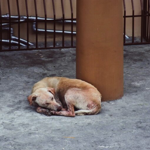 Cane affamato, maltrattato