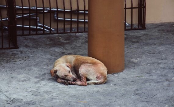 Cane affamato, maltrattato