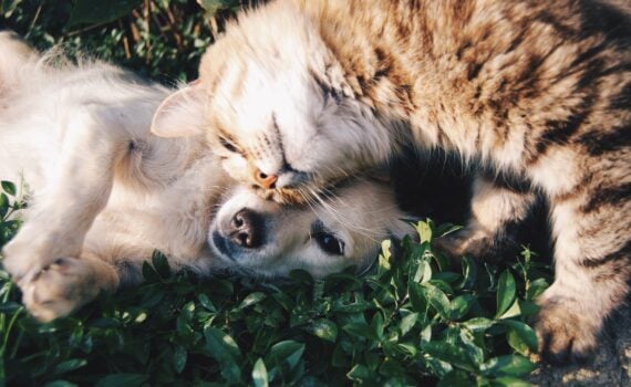 cane e gatto